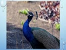 ஐந்தாம் வகுப்பு.இயல் 1 மரபுச் சொற்கள்( இலக்கணம்)
