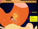 Grade -V EVS chapter 3 Inside the human body- Digestive system